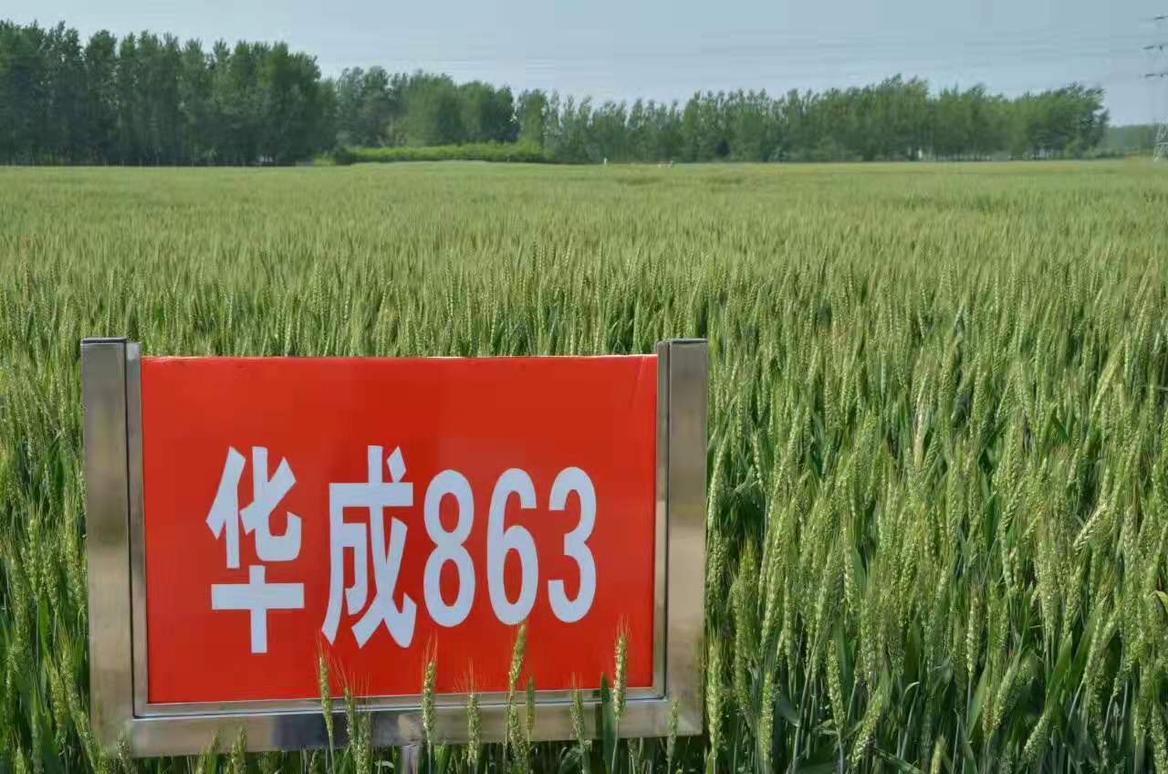 863