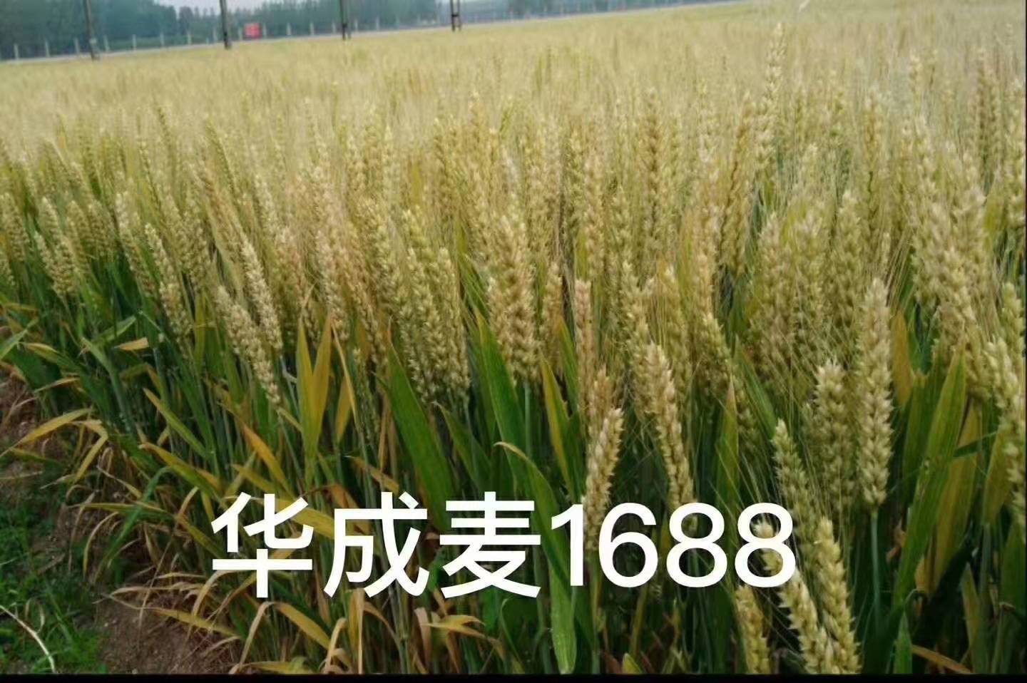 1688