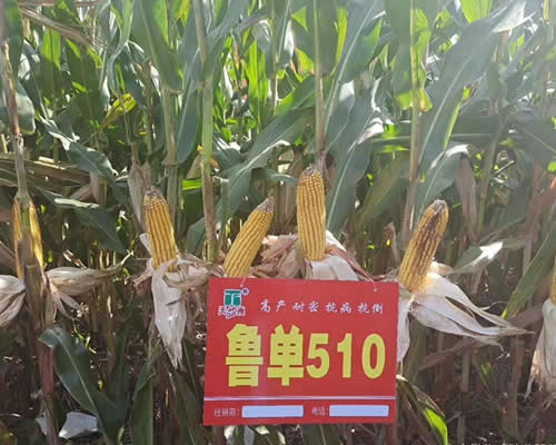 ³510