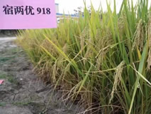 ף918ˮƷΧݴƷ...